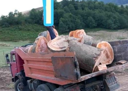 Lerik meşələrinin qırılması Ekologiya və təbii sərvətlər nazirliyi səviyyəsində həyata keçirilir! Video-Audio