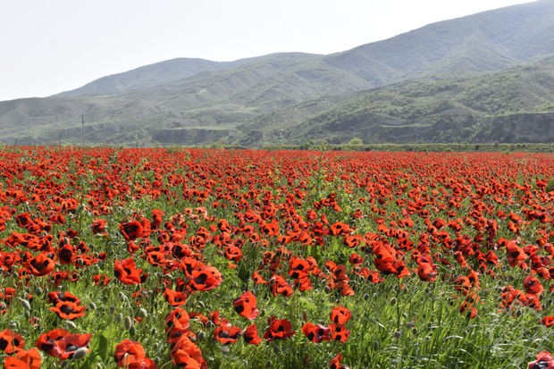 Xocalı al lalələrlə bəzənib - FOTO