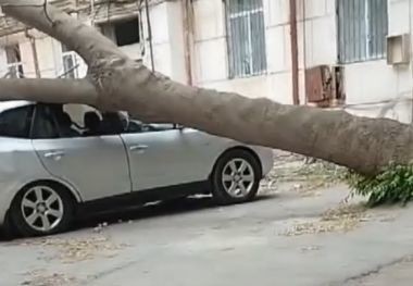 Bakıda ağac qırıldı: Xəsarət alan var - VİDEO