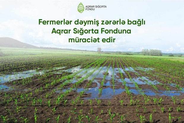 Fermer təsərrüfatlarına ziyan dəyib - SƏBƏB