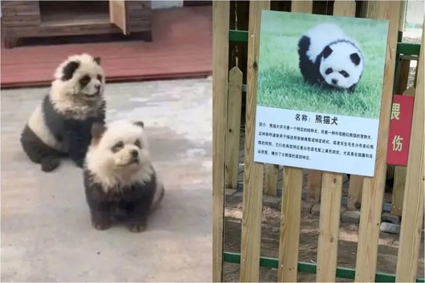 Çinlilər itləri boyayıb panda kimi təqdim etdilər - FOTO/VİDEO