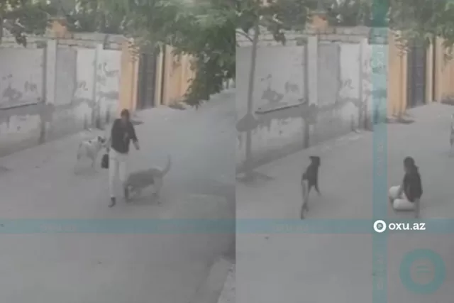 Öz yolu ilə gedirdi, itlər hücum çəkdilər - Xırdalandan GÖRÜNTÜLƏR