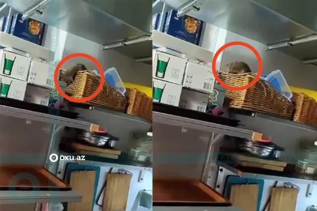 Bakıda mətbəxində siçovul gəzən restoranın fəaliyyəti dayandırıldı