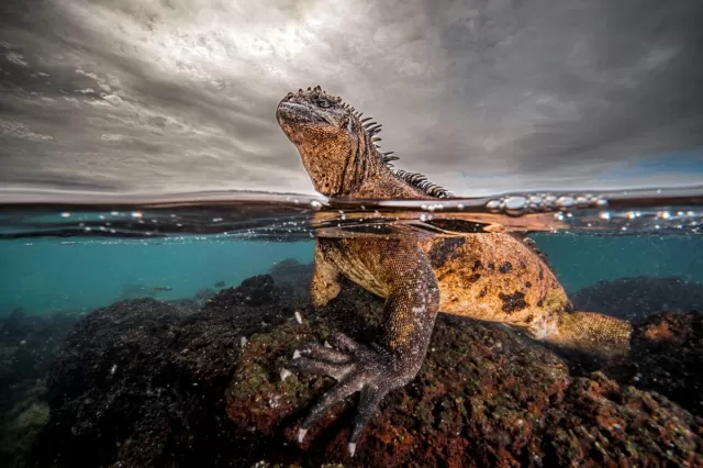 İguana-Qodzilla və quruda sürünən ilan balığı: Okean fotoqraflarının ən maraqlı fotoları