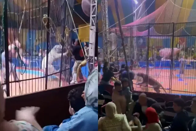 Misirdə pələng sirkdə təlimçiyə hücum edib