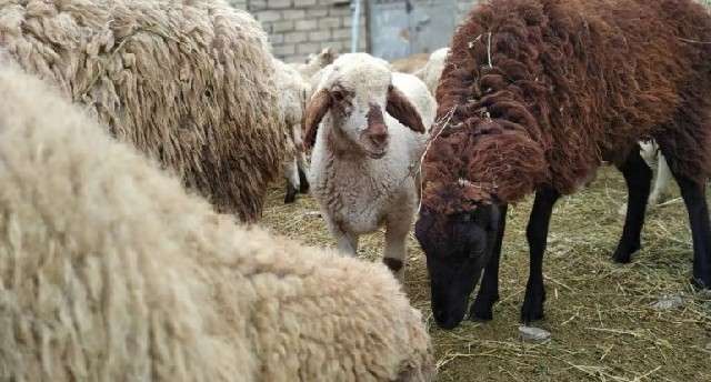 Mal bazarlarında qurbanlıq qoyunların qiyməti açıqlanıb - SİYAHI