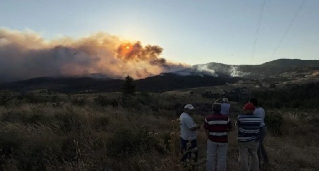 Türkiyədəki meşə yanğınları ilə bağlı 21 nəfər həbs olunub