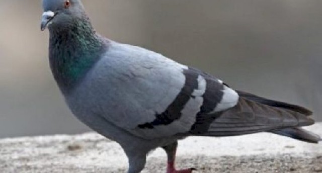 Hindistanda göyərçini həbs etdilər